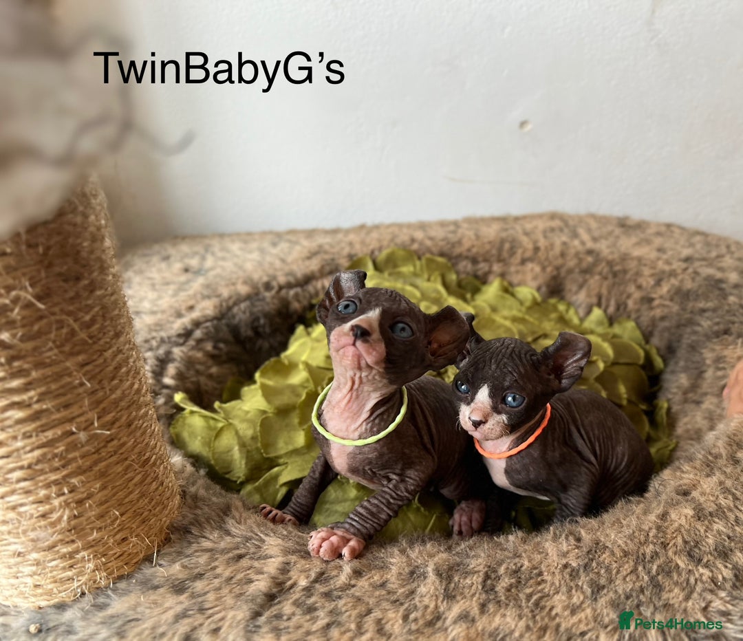 Sphynx cats for sale: Exquisite Sphynx Kittens - Image 1