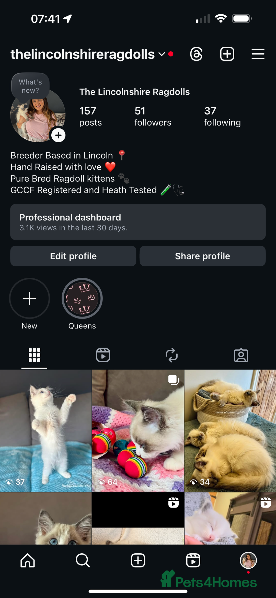 Ragdoll cats for sale: GCCF registered Kitten! 💙 Lilac  - Image 11