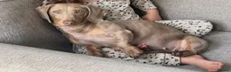 Miniature Dachshund dogs for sale: Miniature Dachshund's Isabella and Blue ❤️ - Advert 7