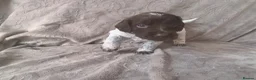 Mixed Breed dogs for sale:  german shorthaired pointer/ - Advert 5