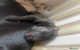 Mixed Breed dogs for sale: Stunning saluki greyhound puppies!  - Image 4