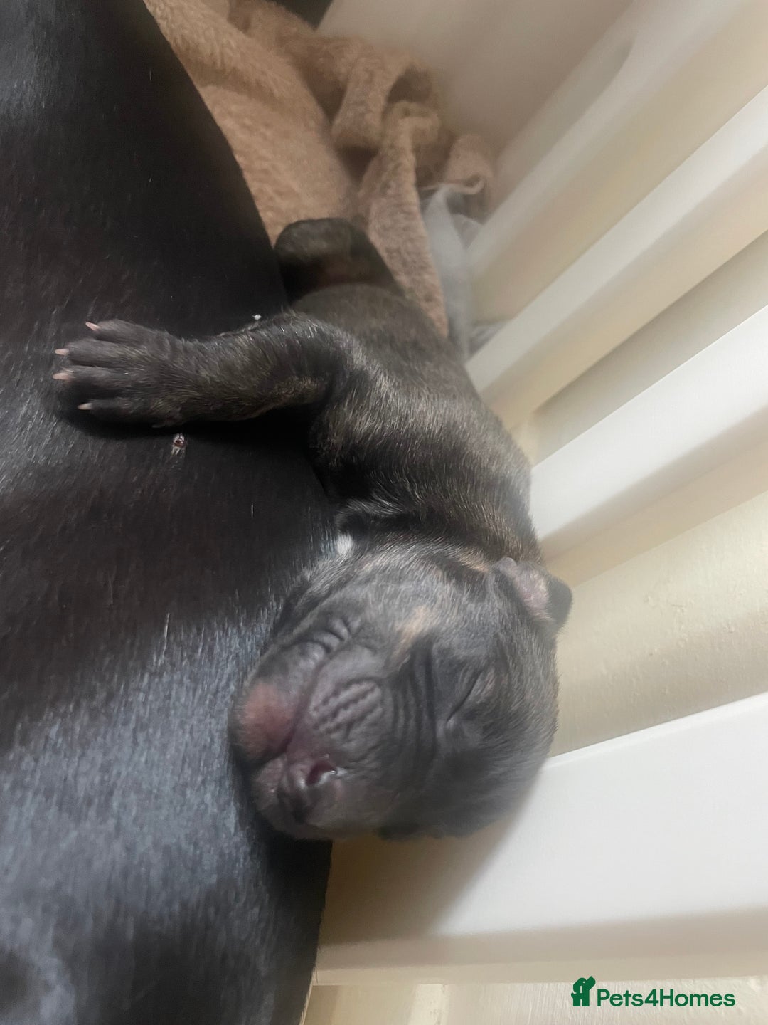 Mixed Breed dogs for sale: Stunning saluki greyhound puppies!  - Image 4