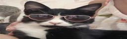 Arabian Mau cats for sale: Dashi baby - Advert 3