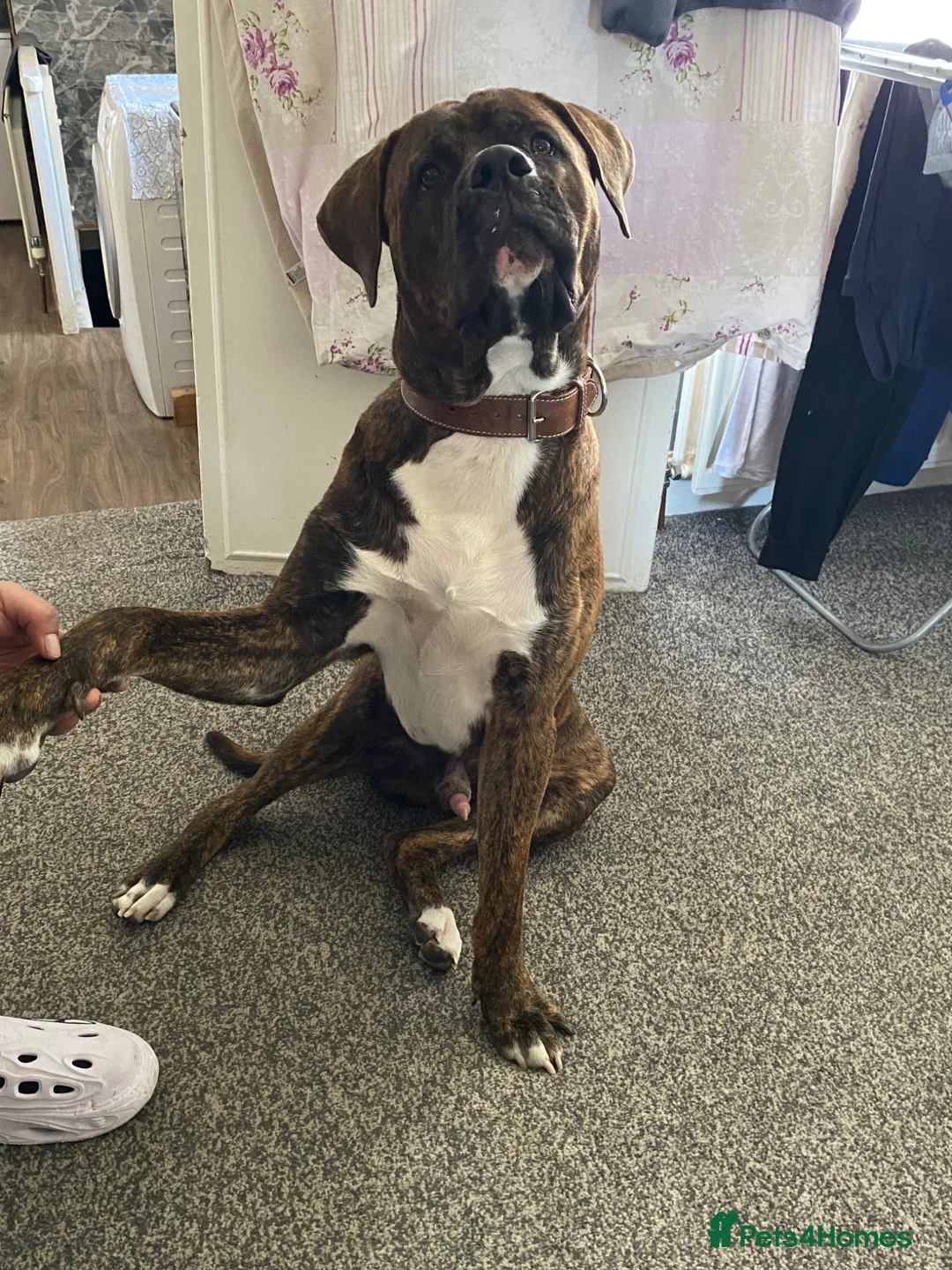 Presa Canario dogs for sale: Zeus 11 Months old Presa canario Puppy - Advert 4