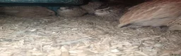 Quail poultry for sale: Female quail for sale  - Advert 4