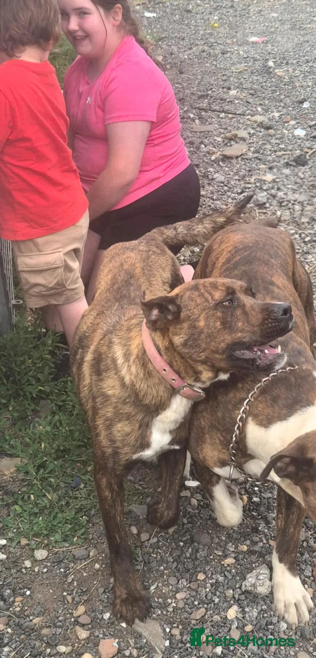 Mixed Breed dogs for sale: Bandit Beautiful American Bulldog Cross - Advert 2
