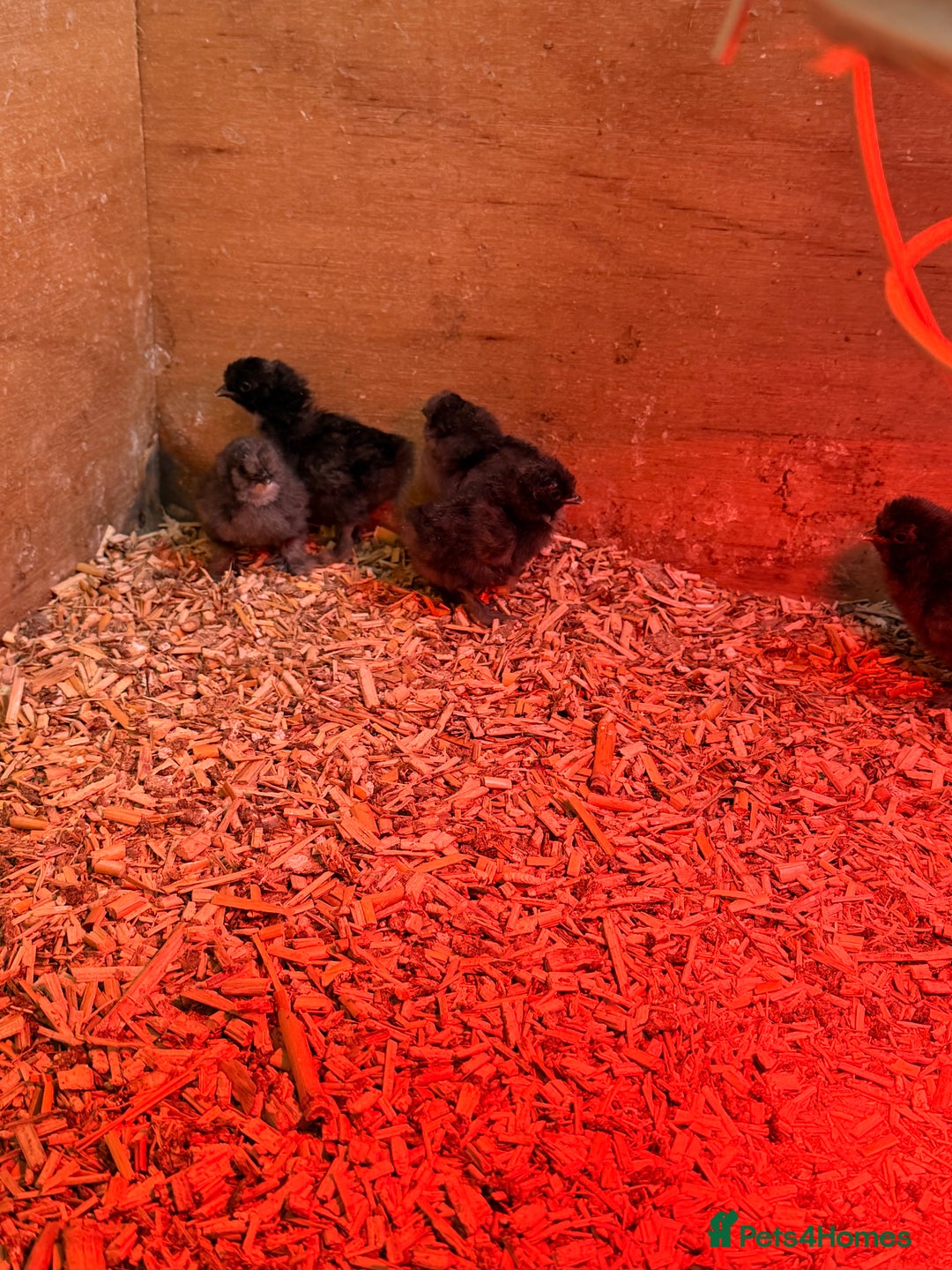 Chickens poultry for sale: Silkie Chickens - Advert 4