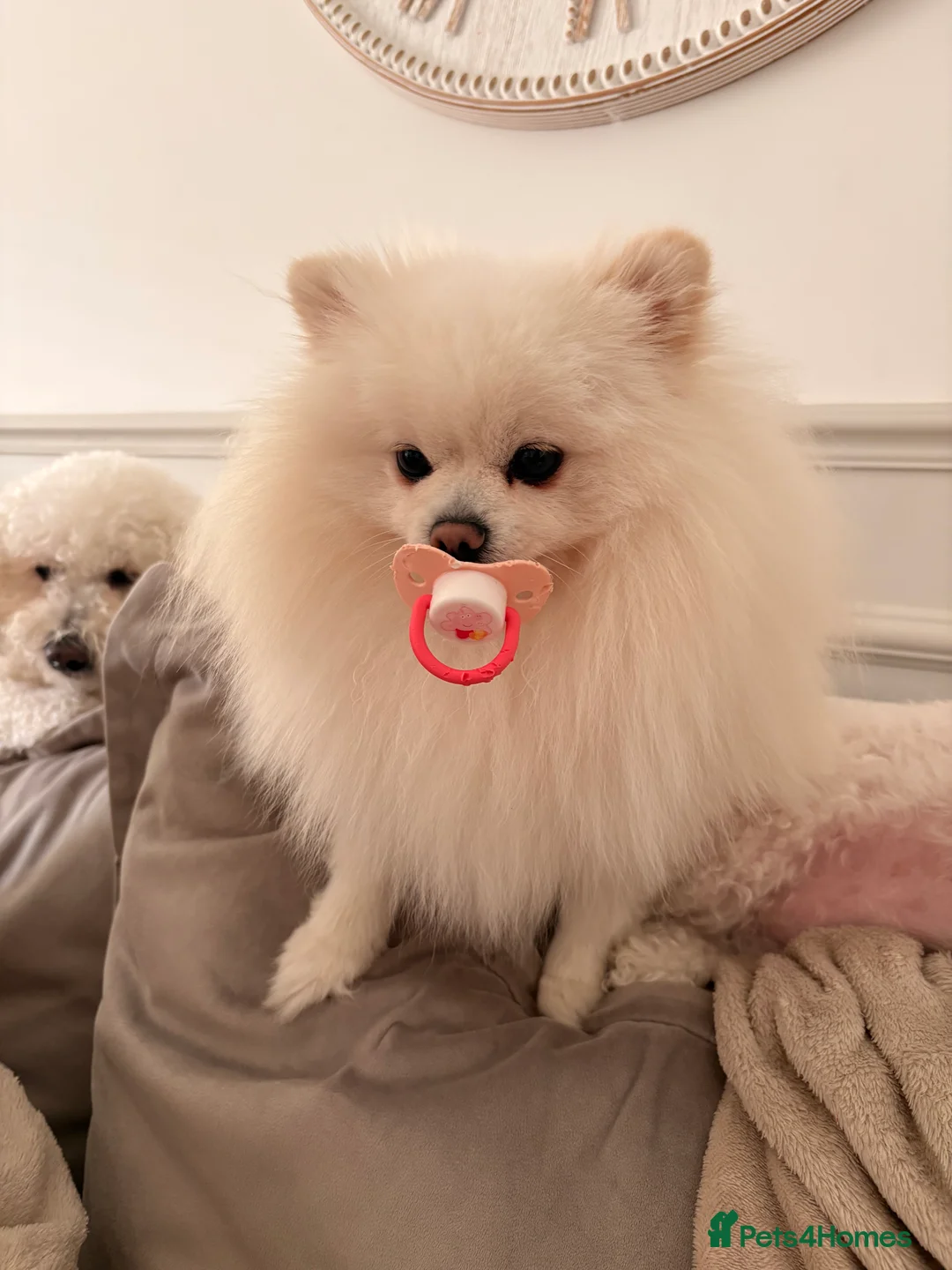 Pomeranian dogs for stud: KC King Loki Pomeranian stud  - Advert 5