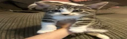 Mixed Breed cats for sale: Kittens ready leave ASAP - Advert 7
