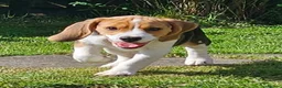 Beagle dogs for sale: Stunning Male Blanket Tri Beagle Puppy - Ready Now - Advert 3