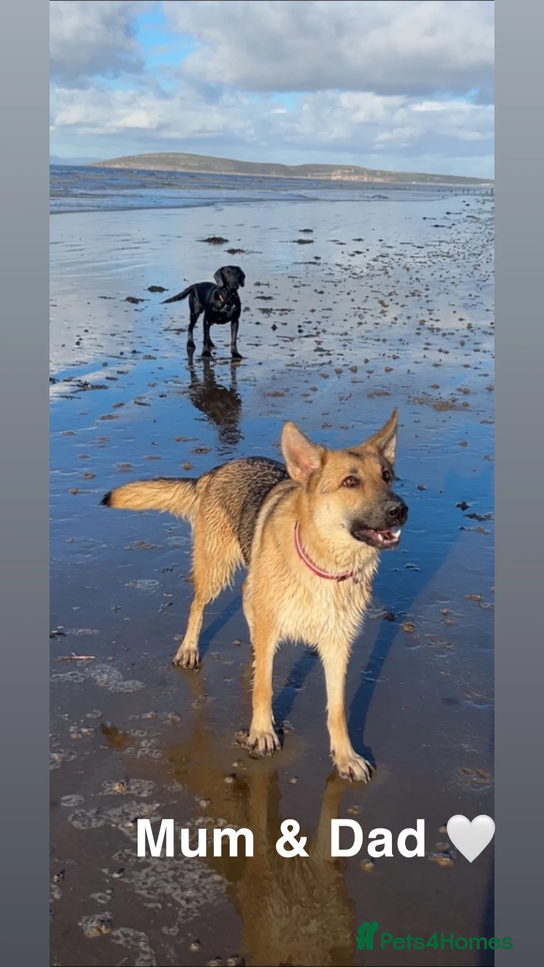 Mixed Breed dogs for sale: 🎄🐾 Beautiful German Shep/Springador Puppies 🐾🎄 - Advert 4
