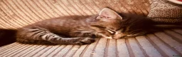 Maine Coon cats for sale: Playful, cuddly kittens  - Advert 11
