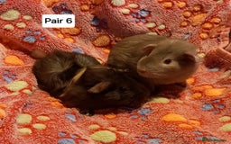 Guinea Pig rodents for sale: Bonded guinea pigs - Boars and Sows available  - Advert 6