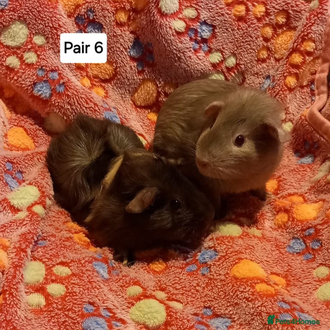 Guinea Pig rodents for sale: Bonded guinea pigs - Boars and Sows available  - Advert 6