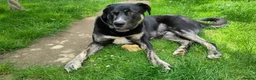 Mixed Breed dogs for adoption: Buster – Big Heart, Loyal and Ready to Bond - Advert 14