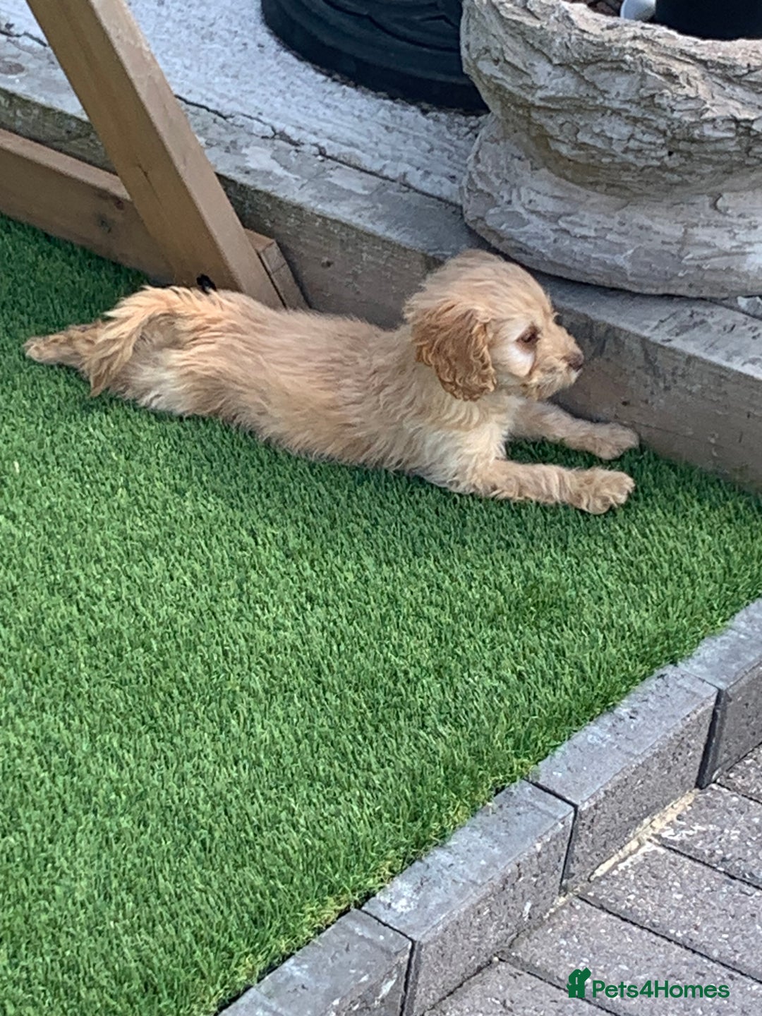 Cockapoo dogs for sale: ((Ready now))F1b cockerpoo puppies  - Image 13