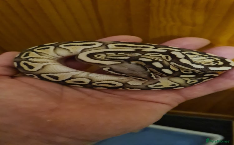 Python Snake reptiles - Advert 8