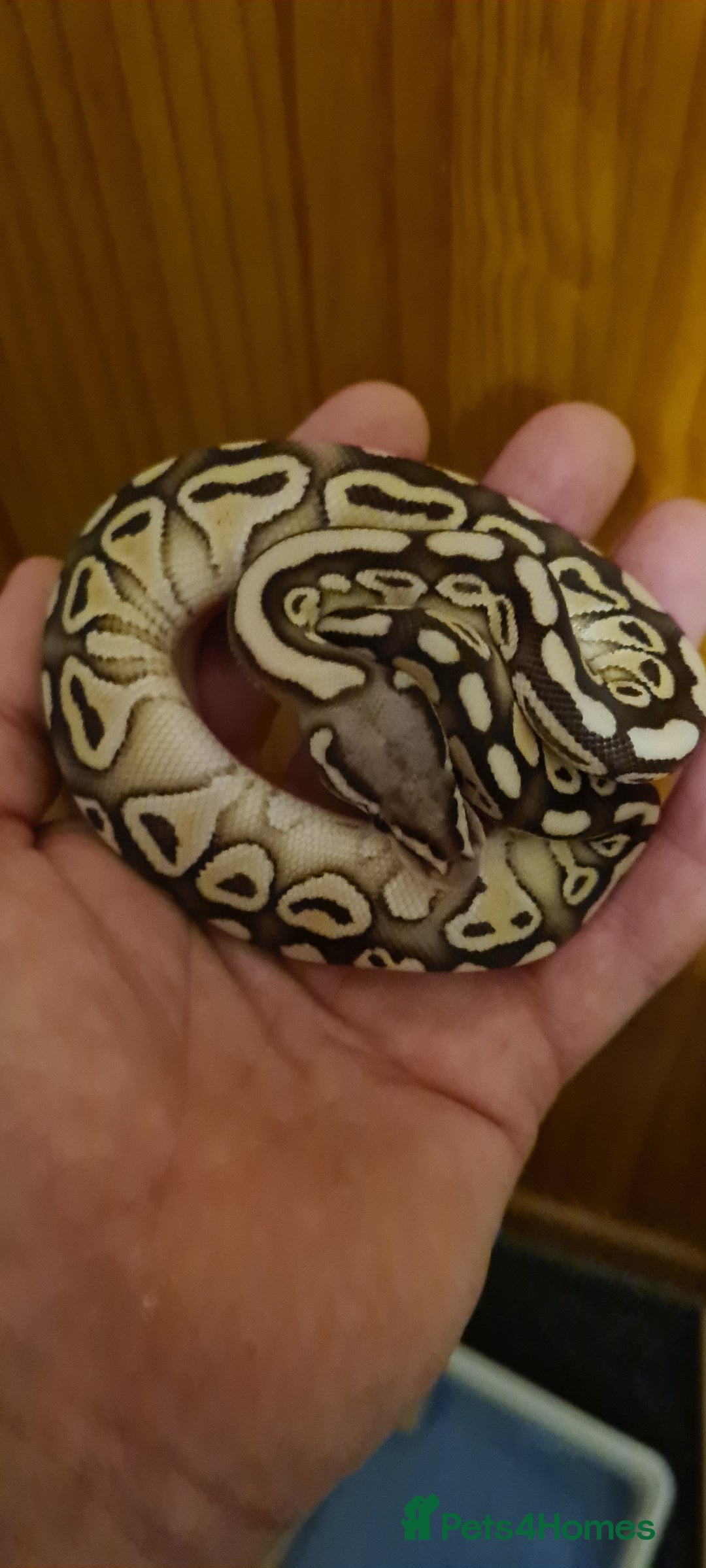 Python Snake reptiles for sale: Baby royal python  - Image 2