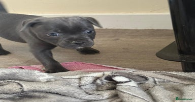 Staffordshire Bull Terrier dogs - Advert 3