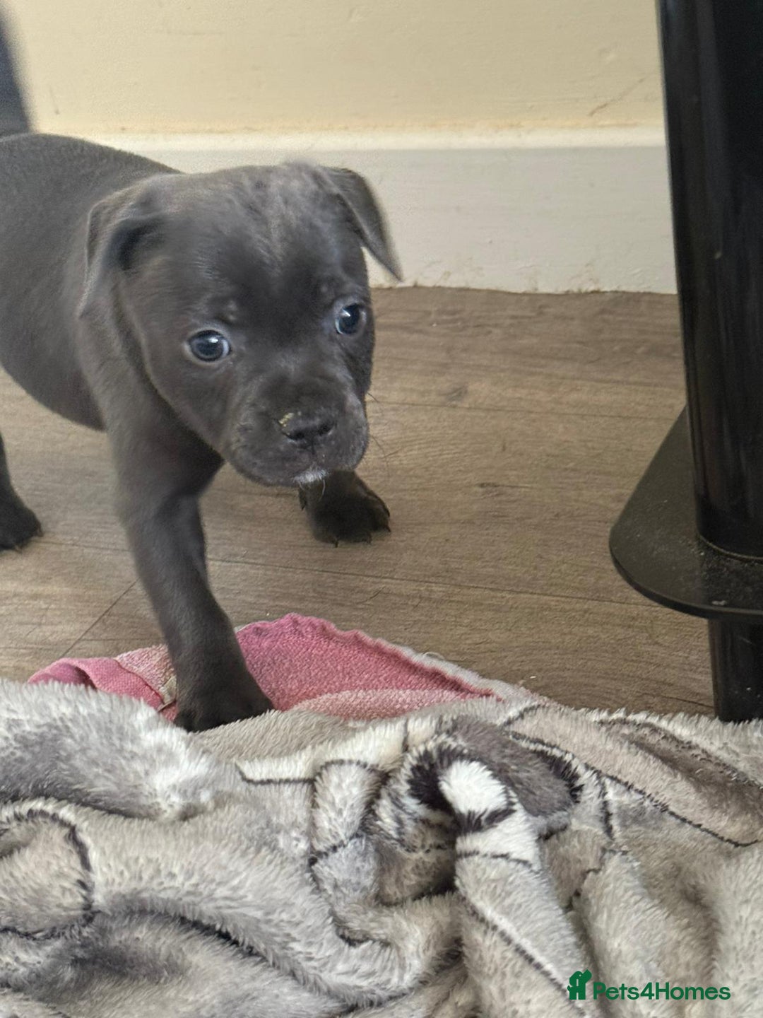Staffordshire Bull Terrier dogs for sale: 3 playful, lively chunky puppies - Image 2