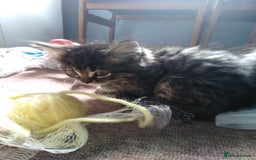 Domestic Shorthair cats for sale: Beautiful kittens looking for, forever homes. - Image 6