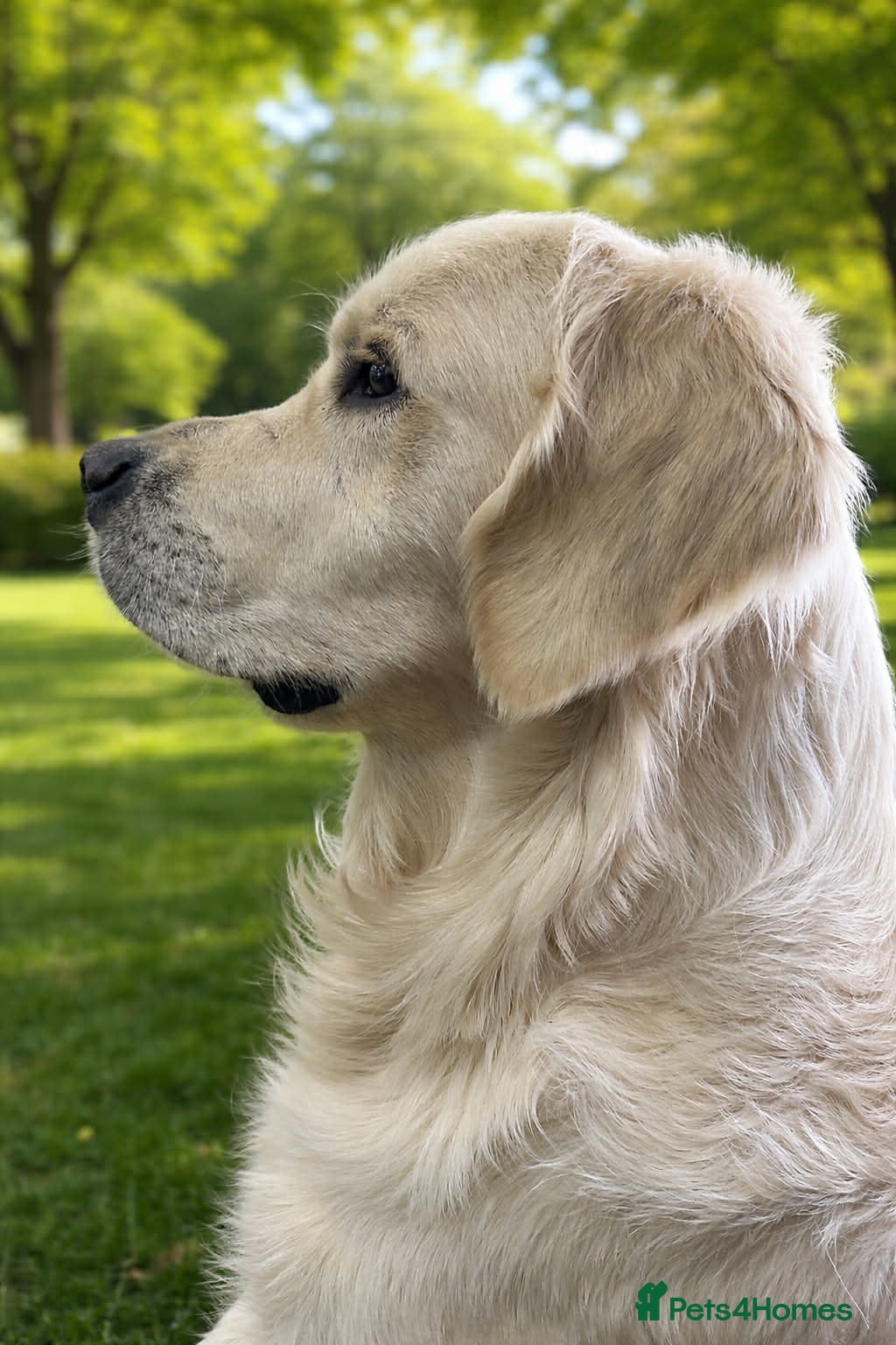 Golden Retriever dogs KC DNA tested white Boy avialable for Stud - Advert 9