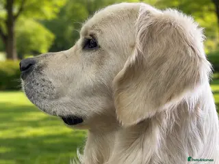 Golden Retriever dogs KC DNA tested white Boy avialable for Stud - Advert 9