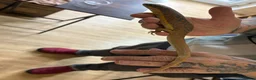 Skink reptiles for sale: Pair blue tongue and group Berber skinks  - Advert 8