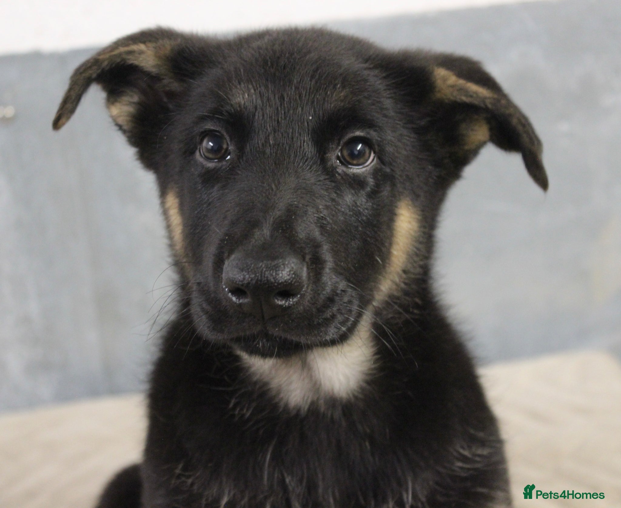German Shepherd dogs for sale: German Shepherd Puppies  - Advert 18