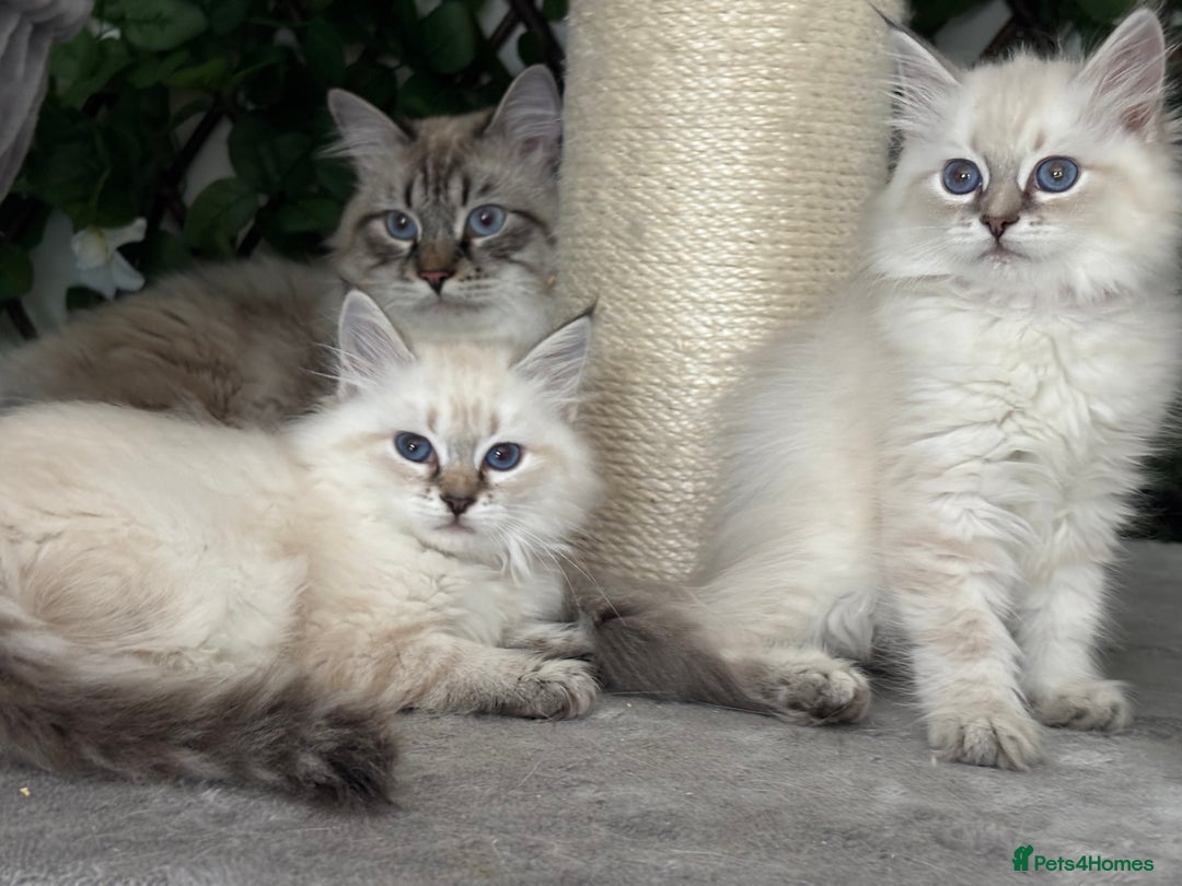 Siberian cats for sale: ✅3 WEEKS OLD BABIES AVAILABLE✅ - Advert 8
