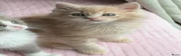 Ragdoll cats for sale: £950 Full pedigree Tica Ready now  - Advert 9