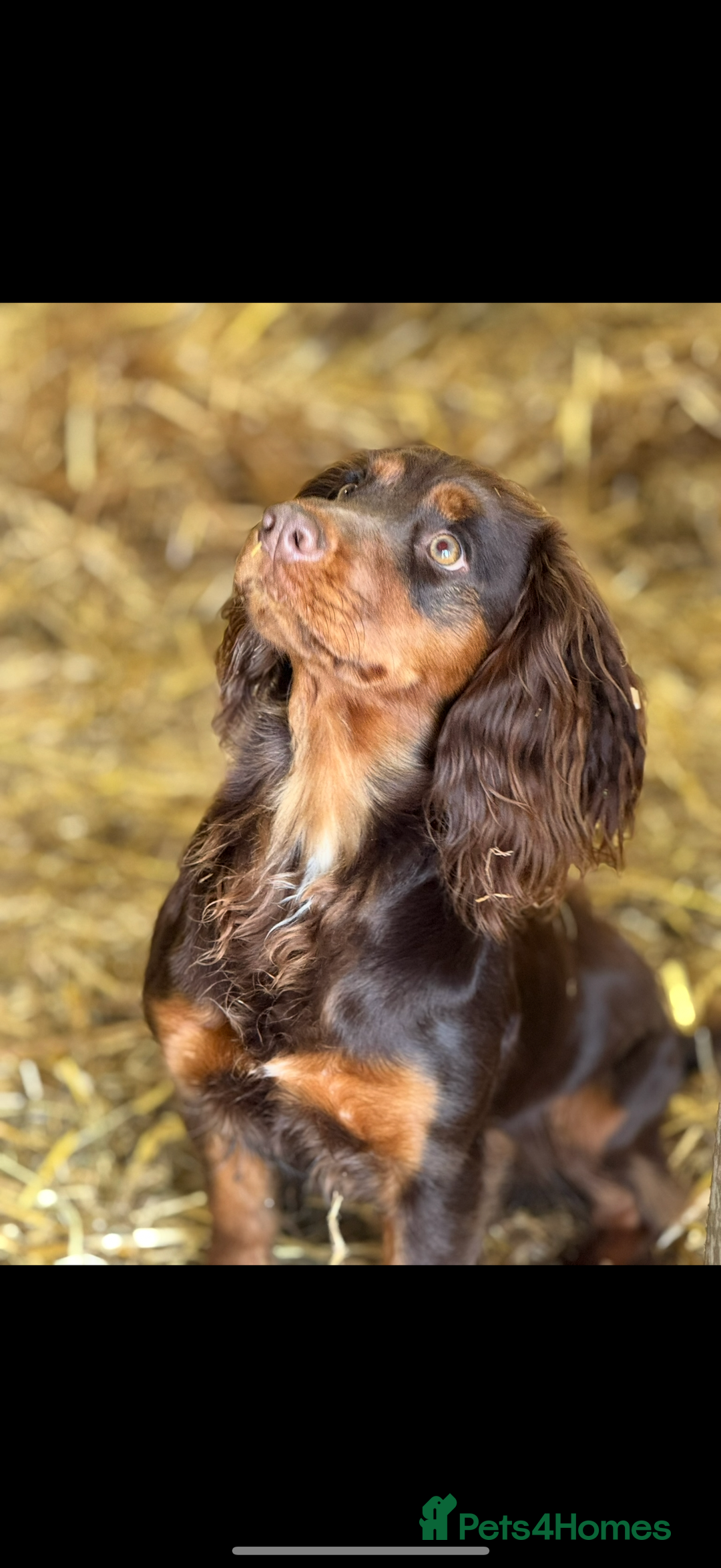 Cocker Spaniel dogs for sale: 8 health checked true quality working cocker pups - Advert 19