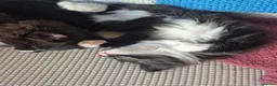 Mixed Breed cats for sale: 3 black and white tuxedo kittens, 2 male 1 female - Advert 12