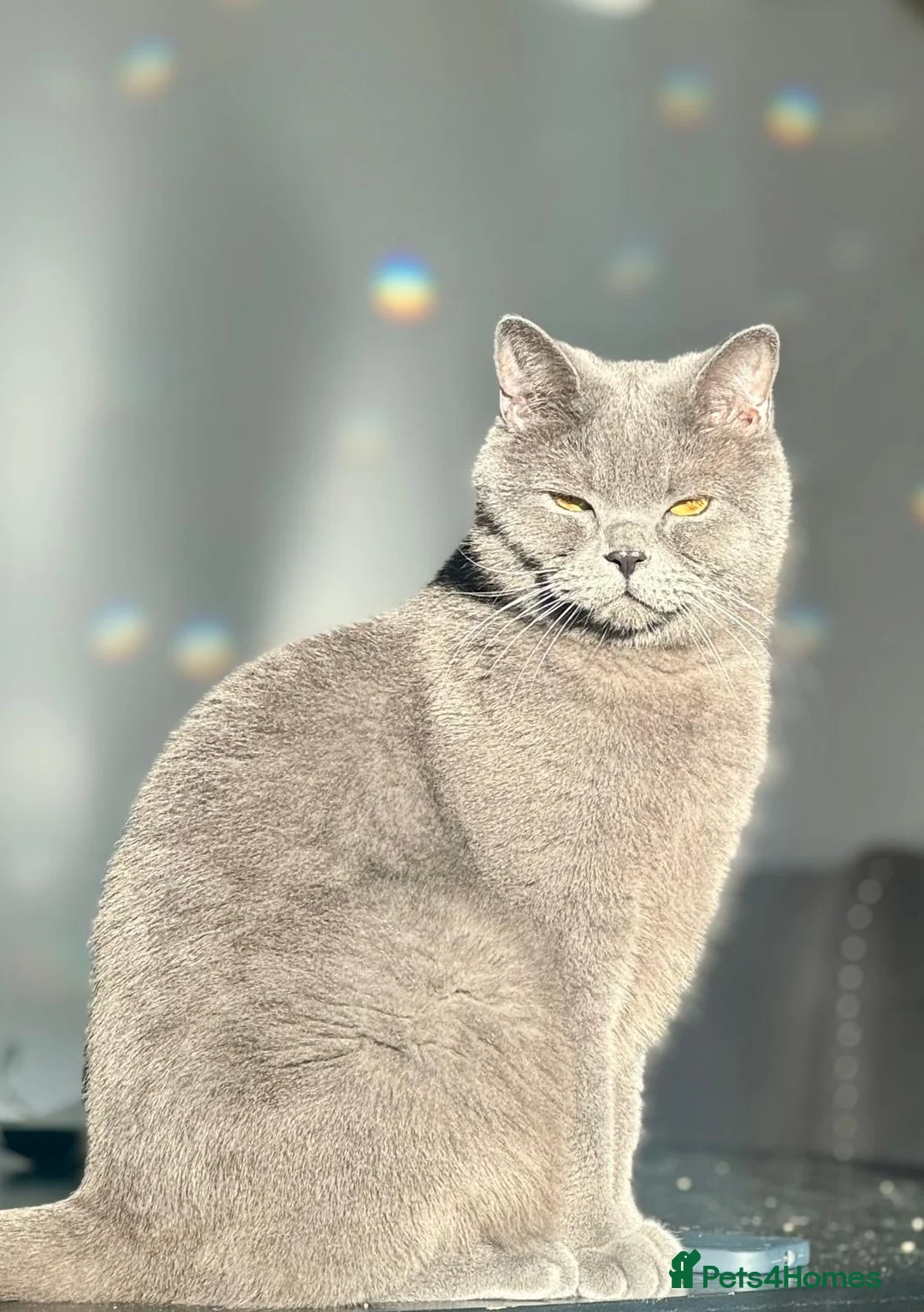 British Shorthair cats for sale: British Shorthair Male - Advert 1