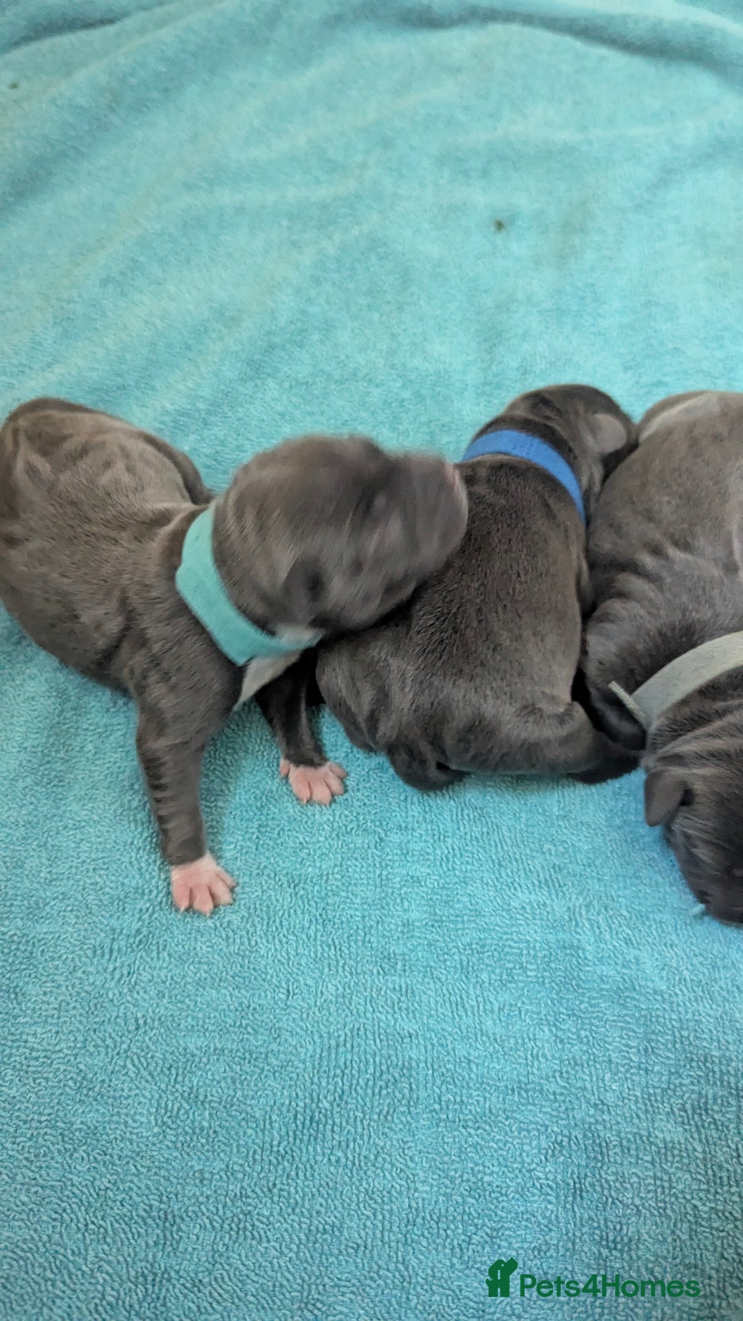 Staffordshire Bull Terrier dogs for sale: Beautiful KC reg Staffordshire bull terriers - Advert 22