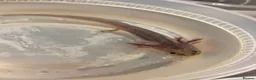 Axolotl reptiles for sale: Baby Axolotol’s  - Advert 8