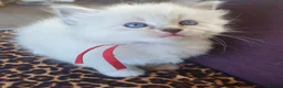 Siberian cats for sale: Soft and fluffy Siberian Neva Masquerade Kittens - Advert 31