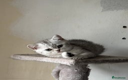 British Shorthair cats for sale: Grand champion bloodline silver shaded BSH kittens - Image 5