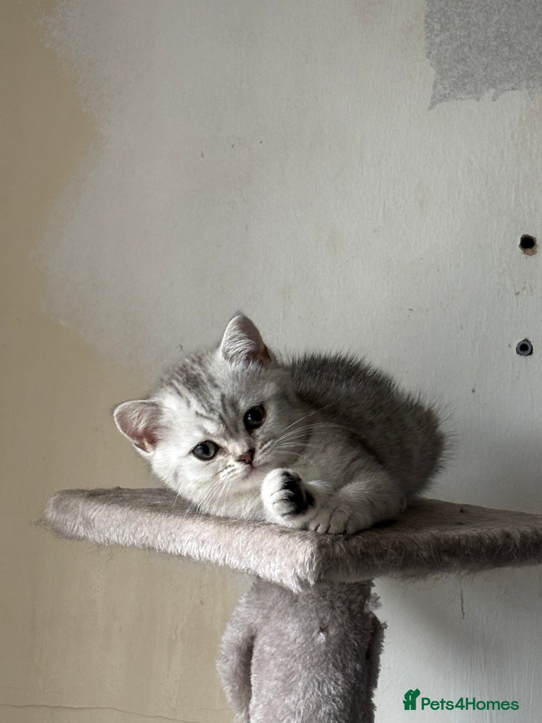 British Shorthair cats for sale: Grand champion bloodline silver shaded BSH kittens - Image 5