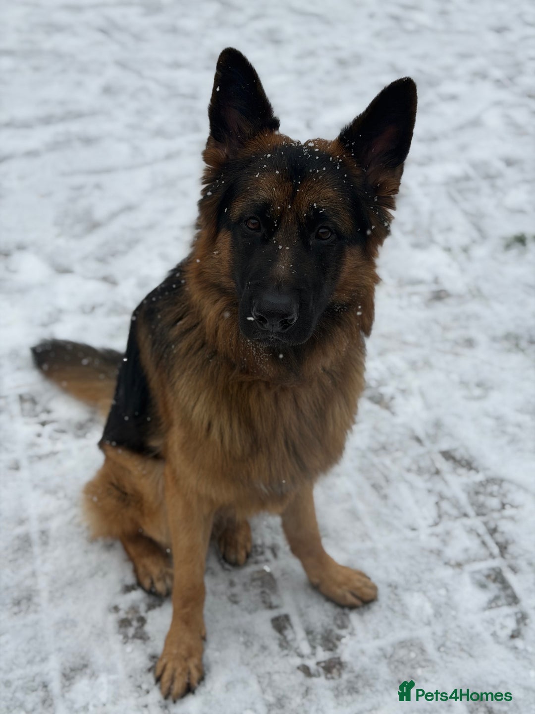 German Shepherd dogs for stud: ** STUD opportunity ** - Advert 2