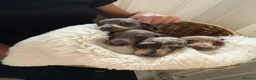 Dachshund dogs for sale: Merle dashaund - Advert 3