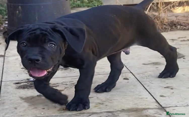 Cane Corso dogs - Advert 1