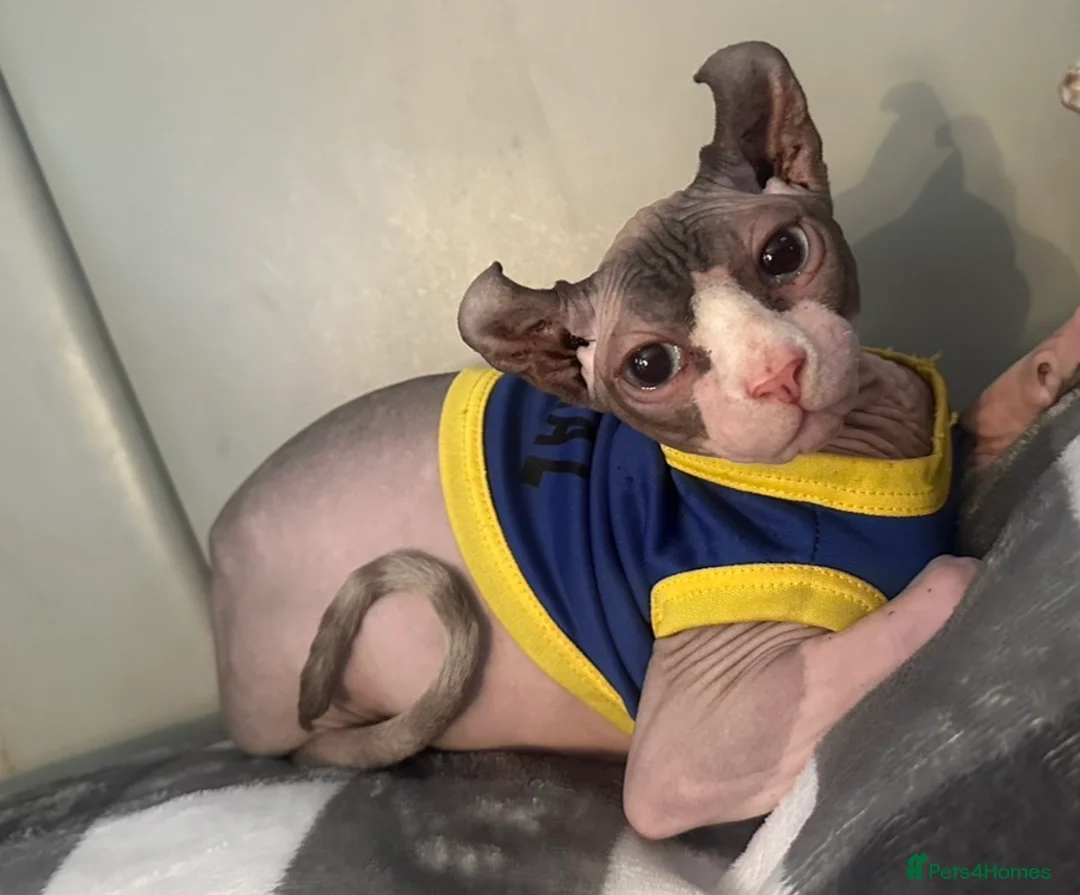 Sphynx cats for sale: £250 rehoming fee for Sphynx! - Advert 1