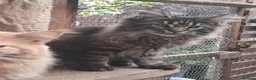 Maine Coon cats for sale: Maine coon xl pedigree active - Advert 4