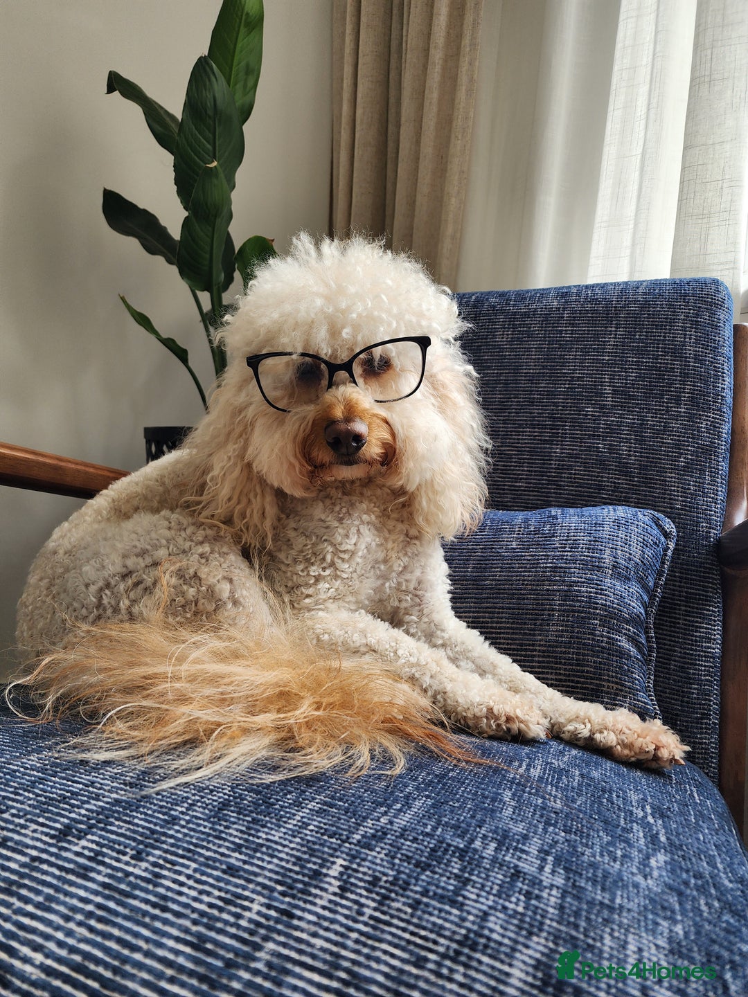 Cavapoo dogs for stud: Cavapoo male for stud in London  - Image 1
