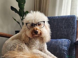 Cavapoo dogs - Advert 14