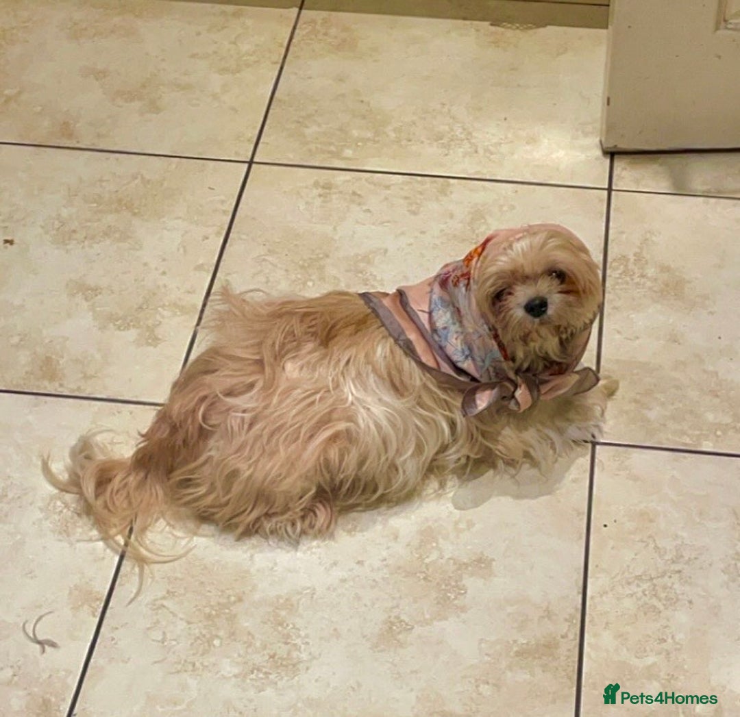 Shih Tzu dogs for sale: 6 week old Shih tzu puppies  - Advert 2