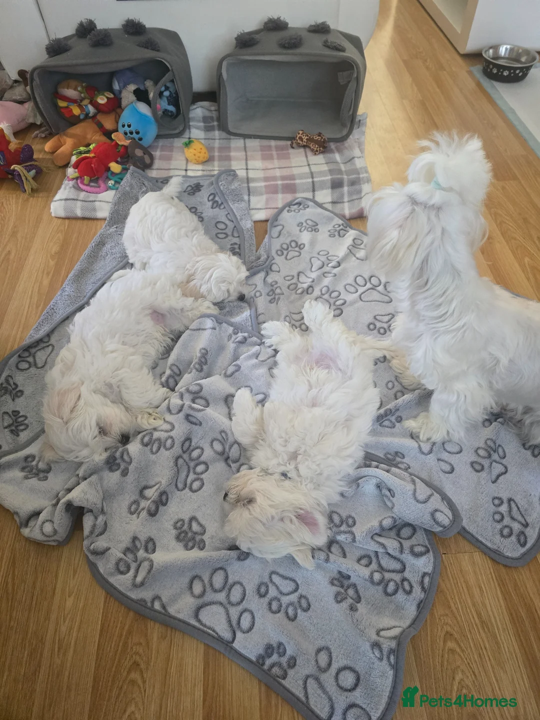 Maltese dogs for sale: Adorable Maltese Puppies for Sale - Advert 1