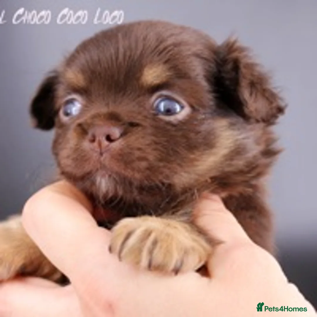 Chihuahua dogs for stud: Extra tiny chocolate and tan stud dog DNA tested in Rotherham - Advert 18