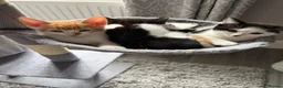 Mixed Breed cats for sale: 5 lovely kittens for sale  - Advert 2